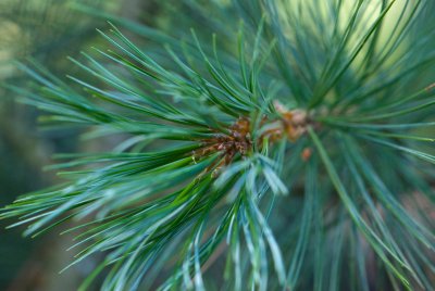 Pinus strobiformis - borovice vejmutovkovitá - jehlice2